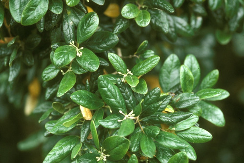 Boldo Do Chile (peumus Boldus) 100 Gr Erva Seca Para Chá