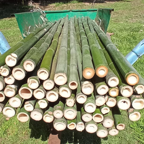 4 Varas De Bambú Natural Grueso 150 Cm Largo / 7 Cm Grosor