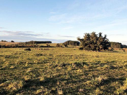 Imagen 3 de 9 de Campo - José Ignacio
