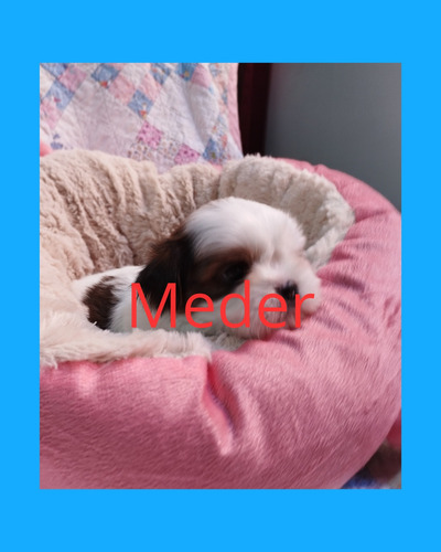 Imagen 3 de 4 de Shih Tzu