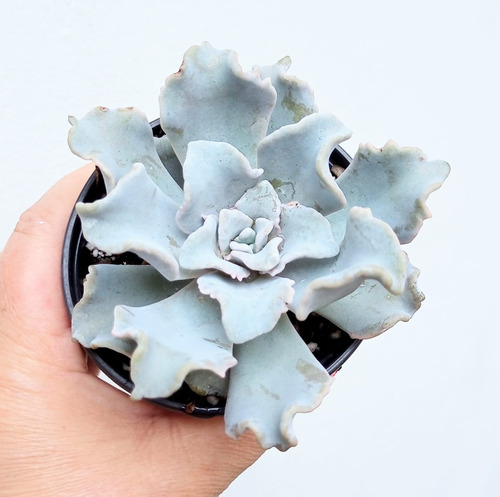 Echeveria Crispate Beauty Suculenta Colección N°10