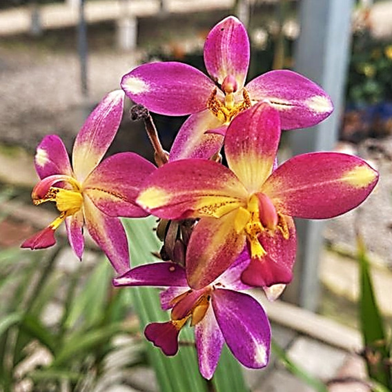 Mudas De Orquidea Spathoglottis Amarela Jardim Jardinagem | MercadoLivre 📦