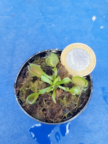 Planta Carnivora