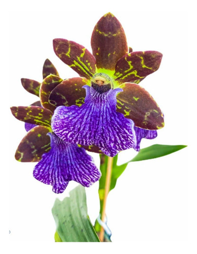 Orquidea Perfumada Zygopetalum Adulta Rara