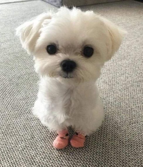 Cuanto Cuesta Perro Bichon Maltes Mini En Estados Unidos Mercadolibre Com Mx Cuanto Cuesta Perro Bichon Maltes Mini En Estados Unidos Mercadolibre Com Mx