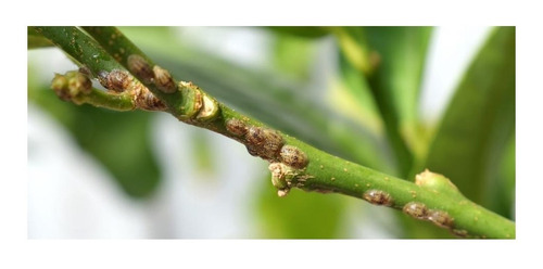 Imagen 4 de 10 de Mamboreta Confi - Mosca Blanca Pulgones Cochinilla Trips 30