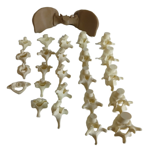 Columna Vertebral Completa - Encastrable Impresion 3d