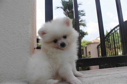 Imagen 3 de 6 de Cachorros Pomeranias Machos Y Hembras 100% Puros Y Vacunados