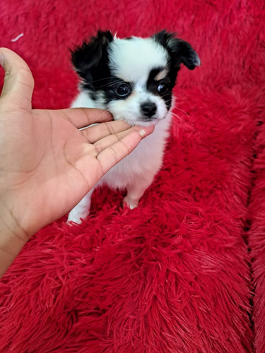 Chihuahua Cabeza De Manzana  Pelo Largo 