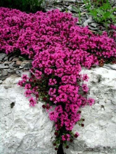 Trica Red Creeping Thyme, Groundcover, Heirloom Non-gmo, 100