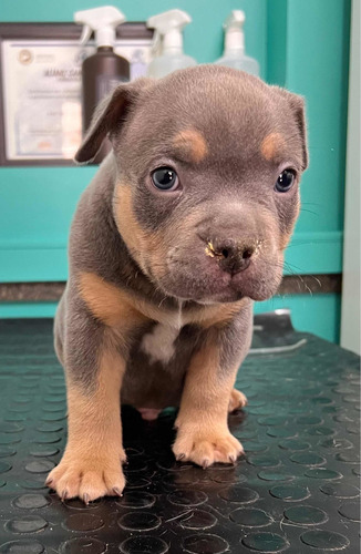 American Bully Cachorros Registro Abkc Al Día