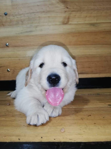 Cachorros Labrador