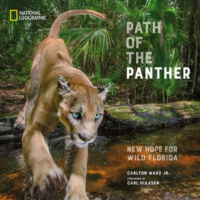 Libro Path Of The Panther: New Hope For Wild Florida - Wa...