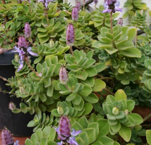 Planta Boldo Paraguayo, Plectranthus Caninus