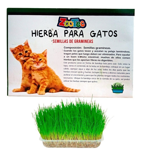 Kit Hierba Gato Pasto Semillas Gramineas Listo Para Plantar