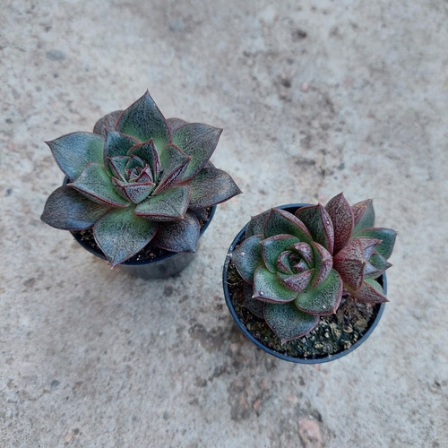 Echeveria Dionysos Suculenta P06