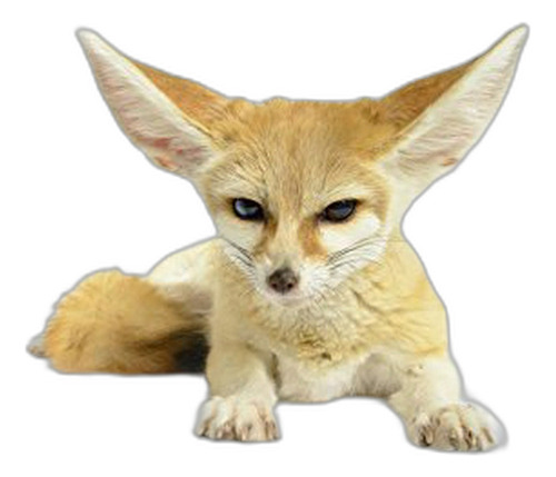 Wallmonkeys Wm351973 fennec Fox Peel And Stick  calcomanías