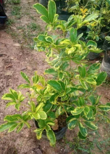 Plantas Chifleras
