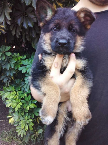 Ovej. Aleman Cachorros Con Pedigree Poa