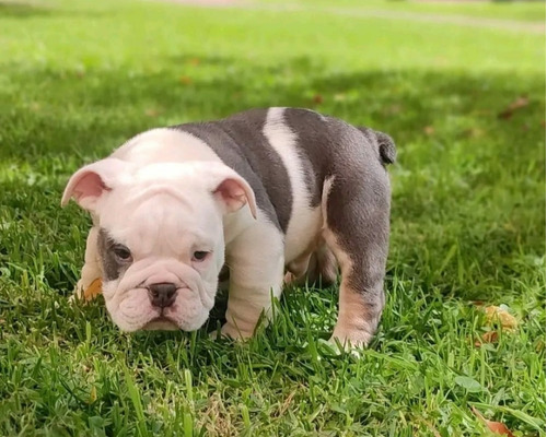 Cachorros Bulldog Inglés Clásicos Y Exoticos  