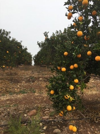 Predio Agrícola, Ovalle