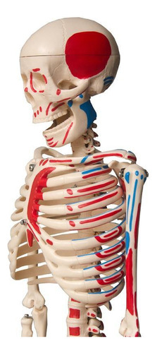 Torso Humano De 45 Cm + Esqueleto 85 Cm Inserções Musculares