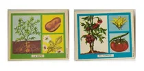 Comprar Figuritas Didácticas Escolares Vintage Frutas\u002Fverduras (008)