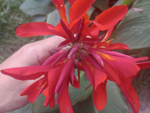 1 Muda De Cana Indica Vermelha (fogo)bulbo + Brinde