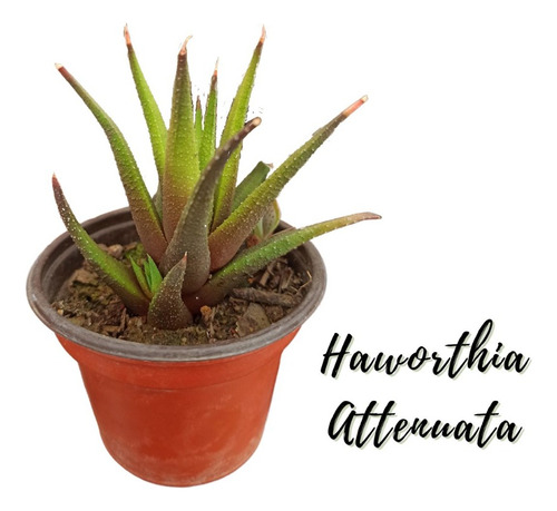 Haworthia Attenuata Suculenta Africana + Semillas Mix