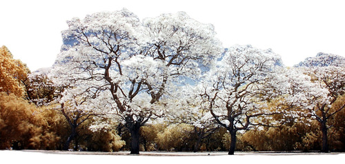 Arbolito De Jacaranda Blanca Injertada