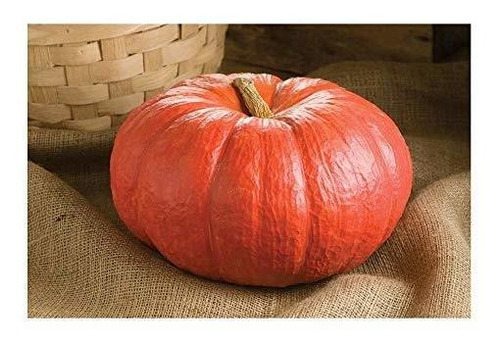 Las Semillas De Calabaza Jardín De David Rouge Vif D'etampes