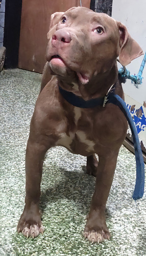 Cachorros American Bully Xl Disponibles