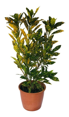 Cróton Amarelo - Codiaeum Variegatum - Pote 17
