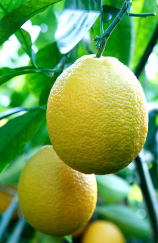 20 Semillas De Naranja Jaffa + Instructivo