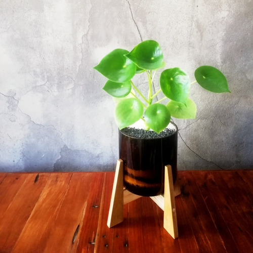 Planta Interior Cuchara Little Terrario 16 Con Soporte