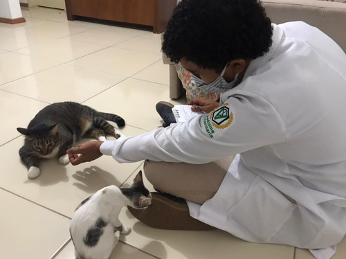 Imagem 3 de 4 de Atendimento Veterinário Em Domícilio