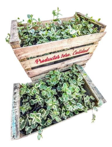 Promo Cajón 15 Vinca Major Variegada - Pleno Sol - M 12 Lila