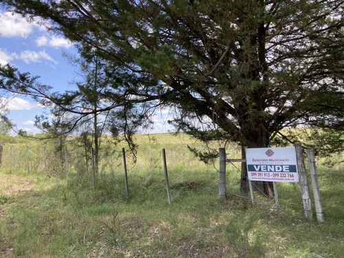 Campito Proximo A Tala