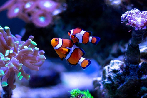 Imagen 4 de 10 de Tetra Marine Granulos 225g - Alimento Peces Marinos Acuario