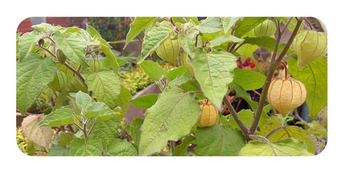 Semillas De Uchuva Planta Frutal Para Huerta Y Cultivos 
