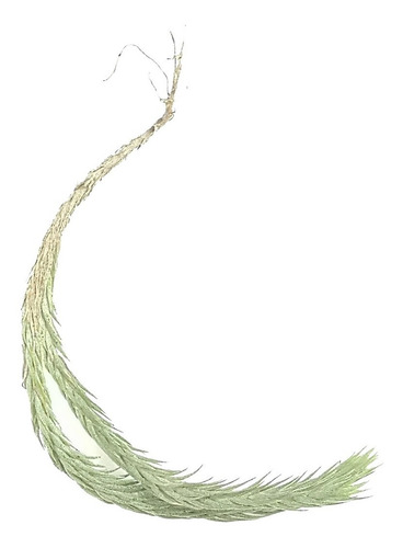Surtido De 10 Tillandsias De 2-3 Pulgadas