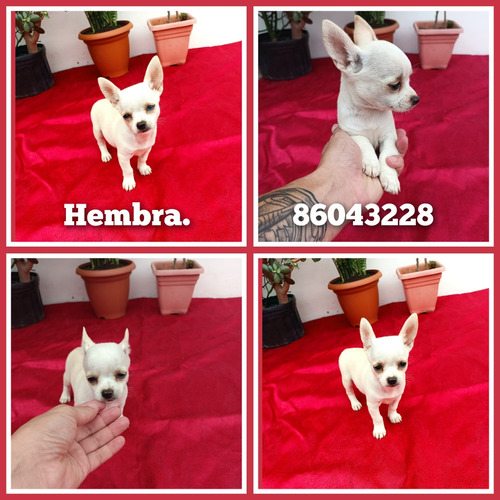 Chihuahua Hembra 