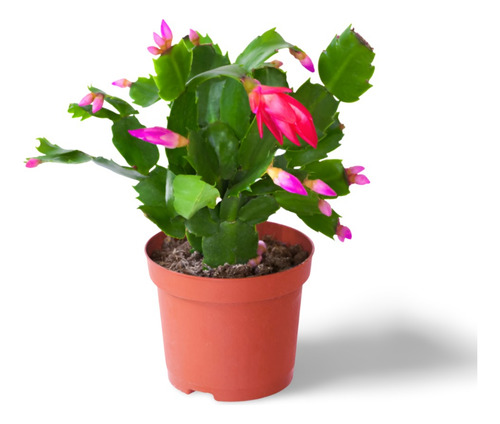 Acebo Buena Suerte Planta