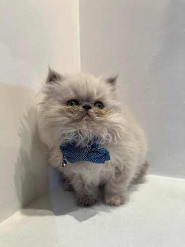 Gatito Persa