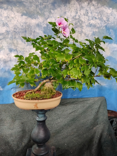 Bonsai Con Flor Rosa De Siria | MercadoLibre Bonsai Con Flor Rosa De Siria | MercadoLibre