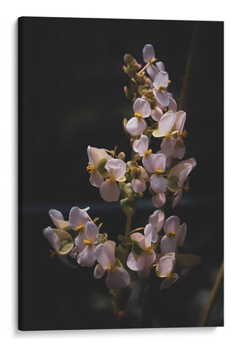 Canvas Lab Cuadro Nature In Focus: White Flowers 50x75