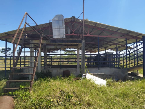 Imagen 15 de 20 de Granja De Gallinas Ponedoras Valencia Edo Carabobo