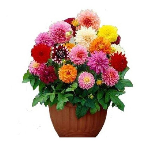 90 Sementes Dalia Dobrada,jardim Vaso,casa,flor Linda | Parcelamento sem  juros