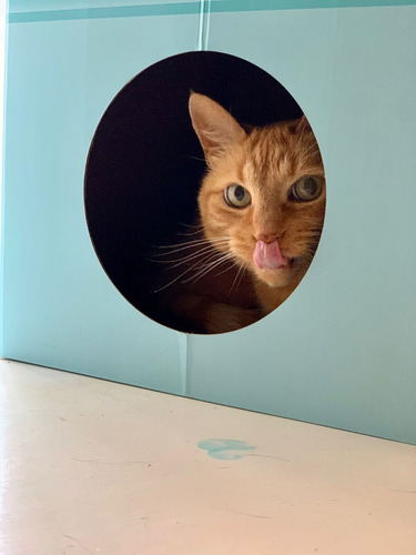 Imagen 5 de 5 de Cajita Para Gatos Con Rascador Incluido Y Hierba Gatera