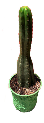 Cactus Maceta Echinopsis Pachanoi